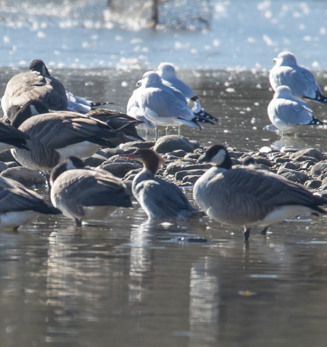 Common Merganser - ML645507335