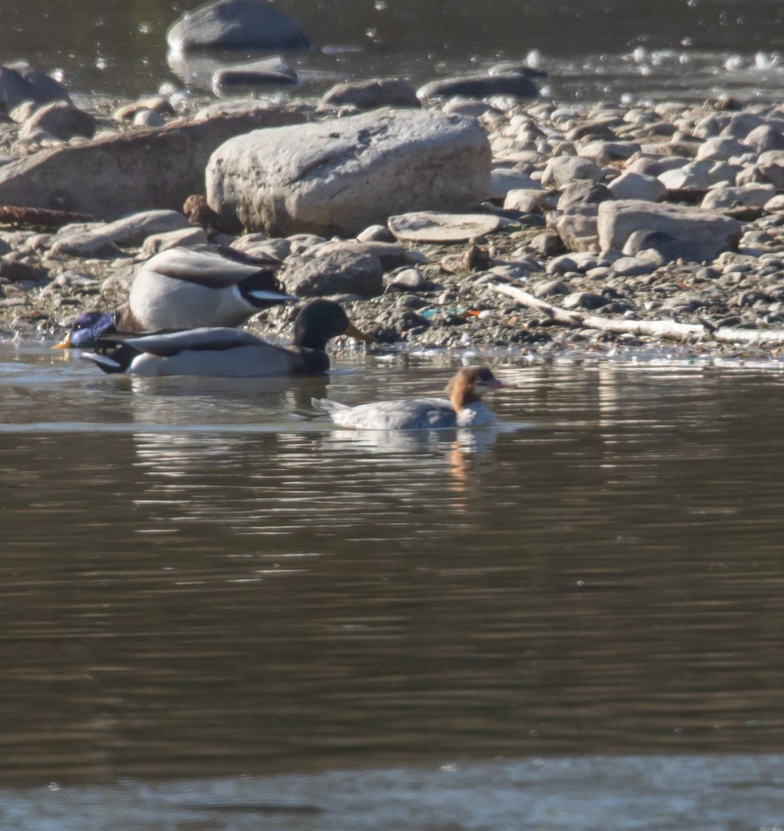 Common Merganser - ML645507336