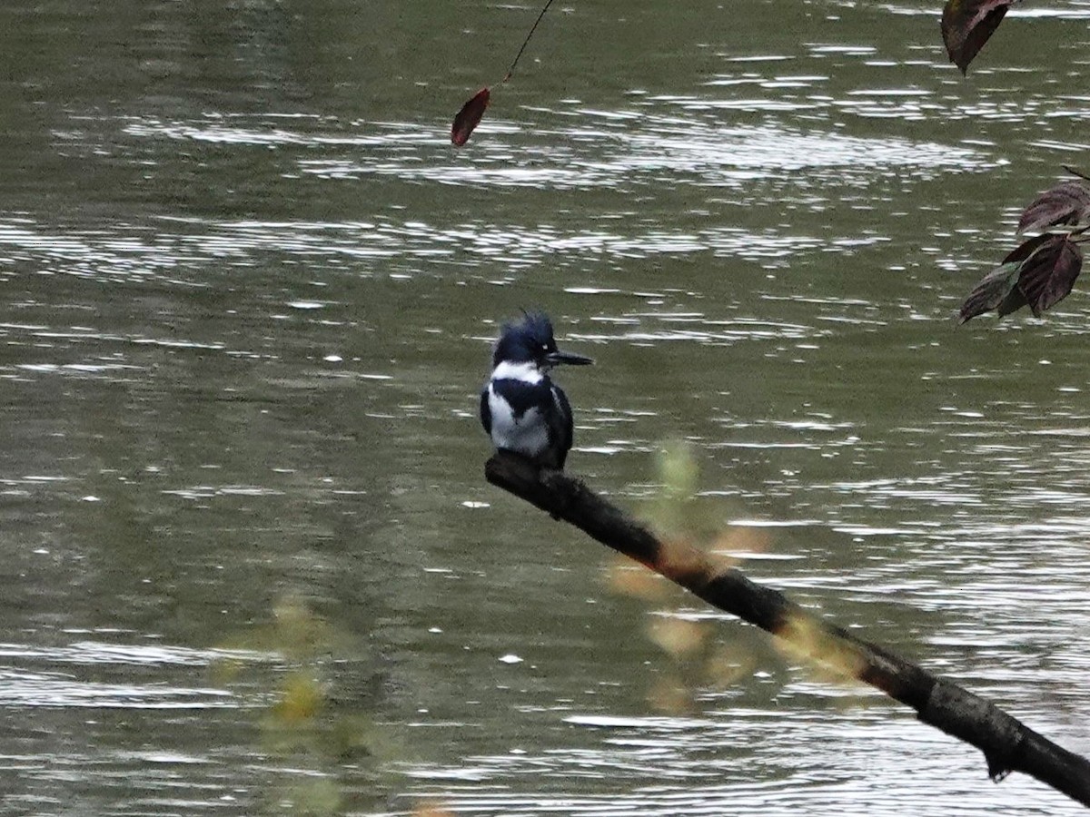 Belted Kingfisher - ML645507337