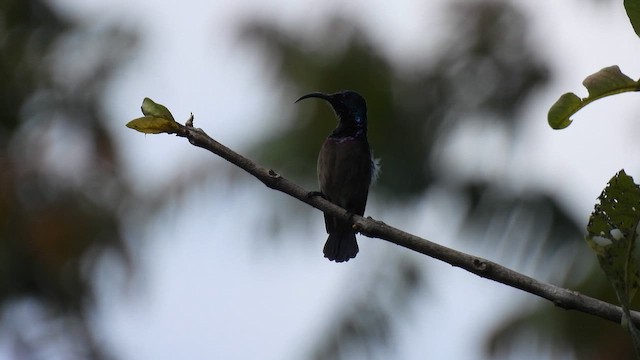 Маріка довгодзьоба - ML645507340