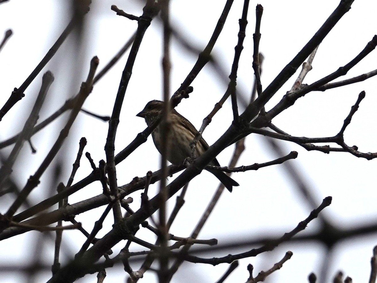 Camachuelo Purpúreo - ML645507371
