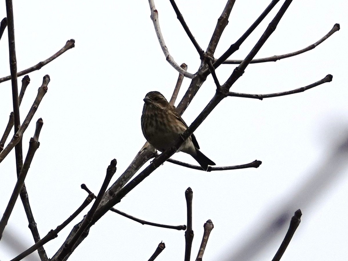 Camachuelo Purpúreo - ML645507372