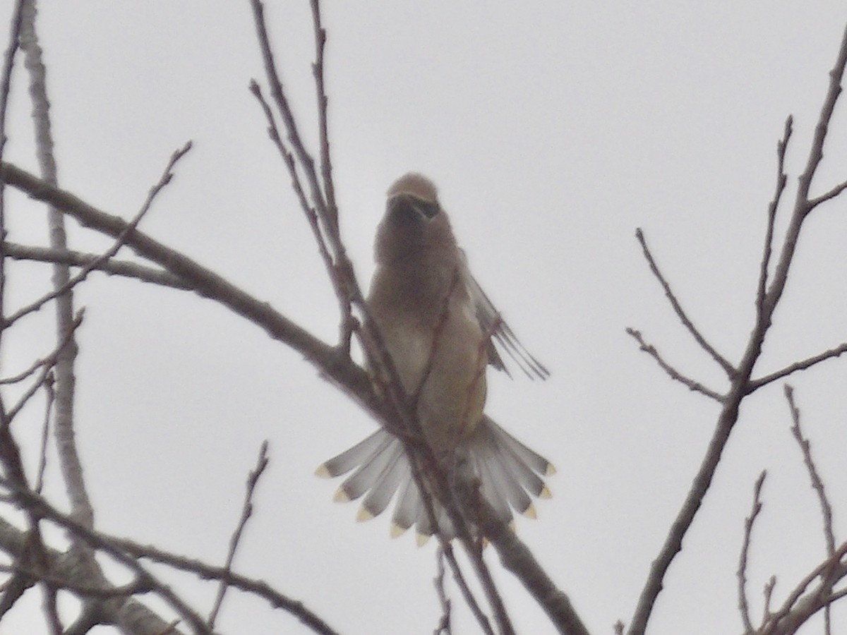 ヒメレンジャク - ML645507373