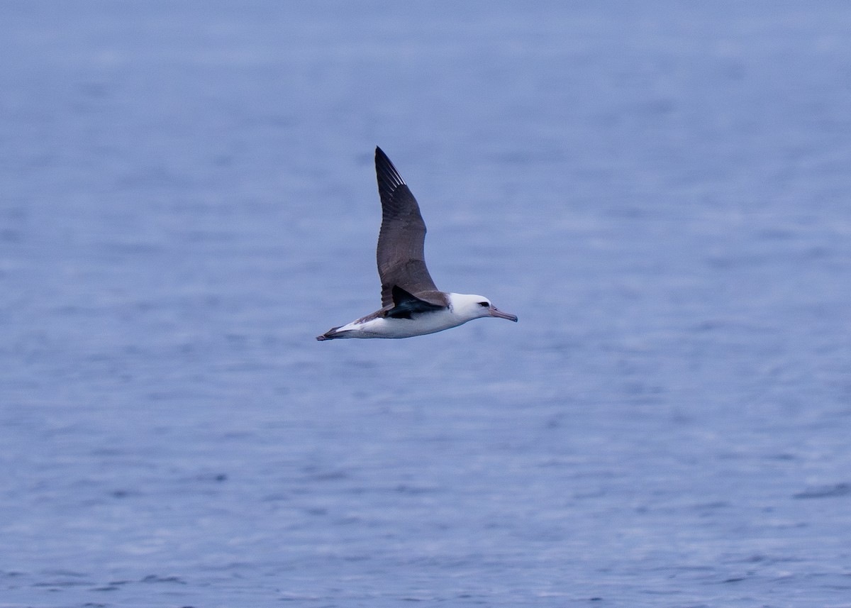 Laysan Albatross - ML645507377