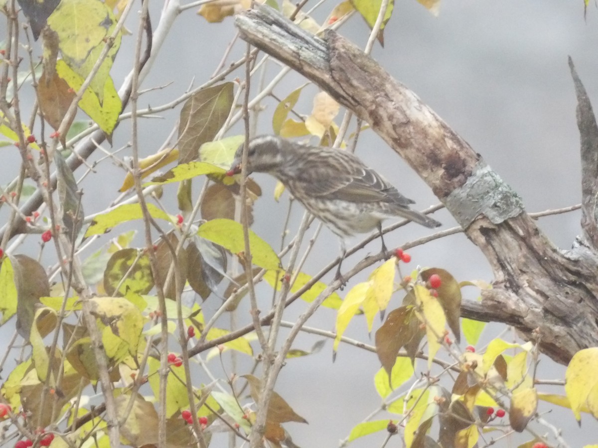 Camachuelo Purpúreo - ML645507383