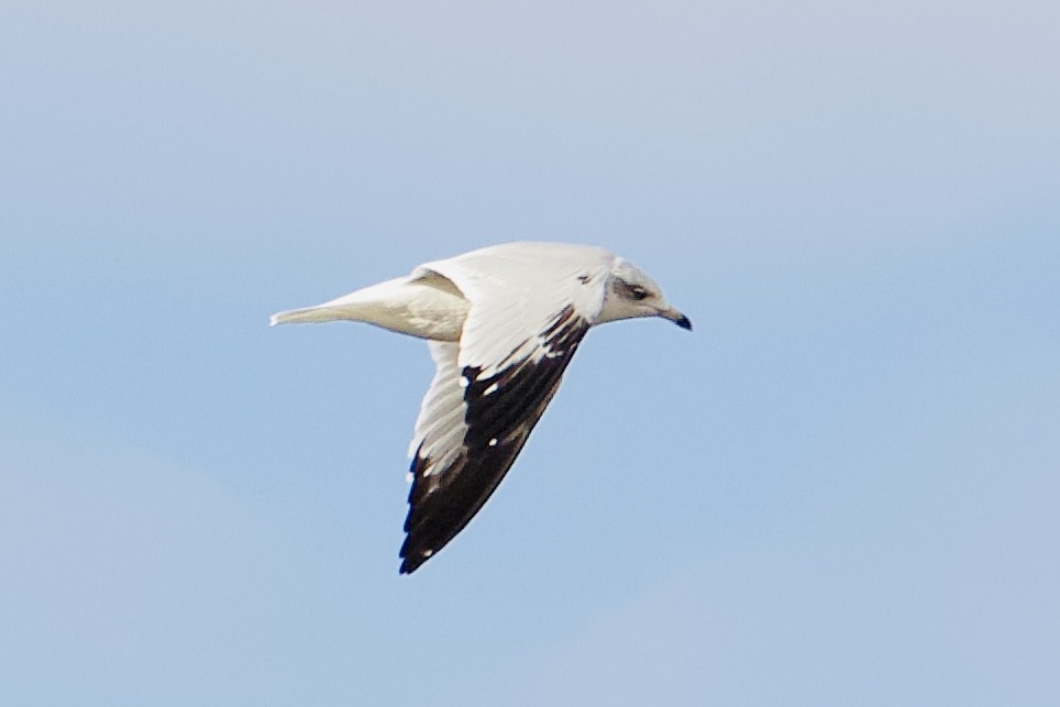 Мартиновий sp. - ML645507384