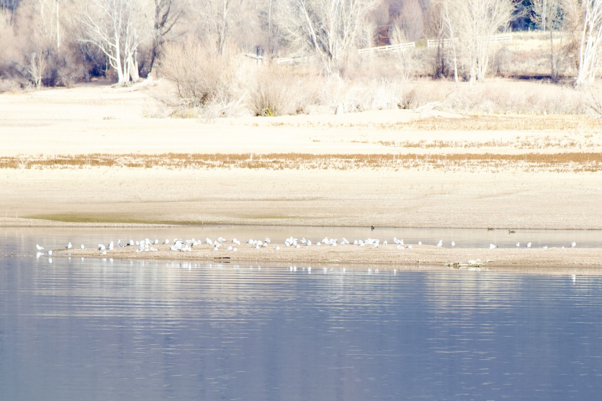 Мартиновий sp. - ML645507385