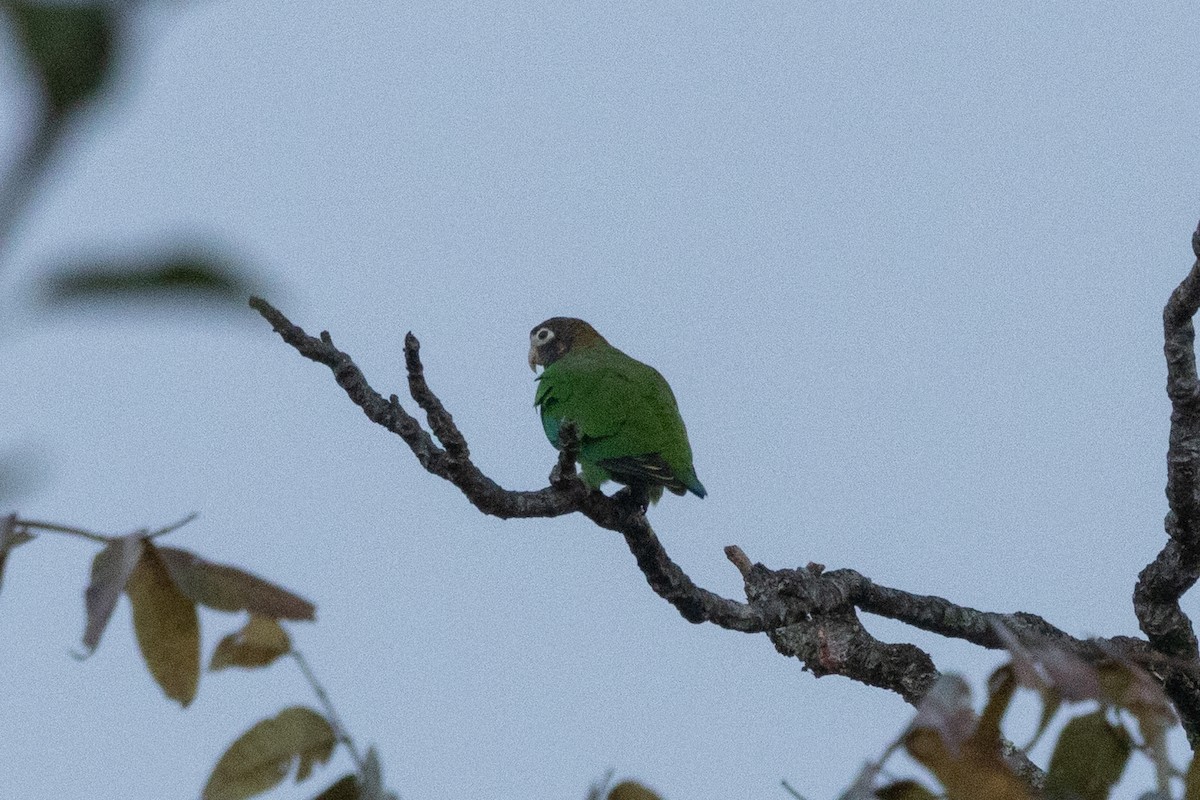 amazónek hnědohlavý - ML645507411