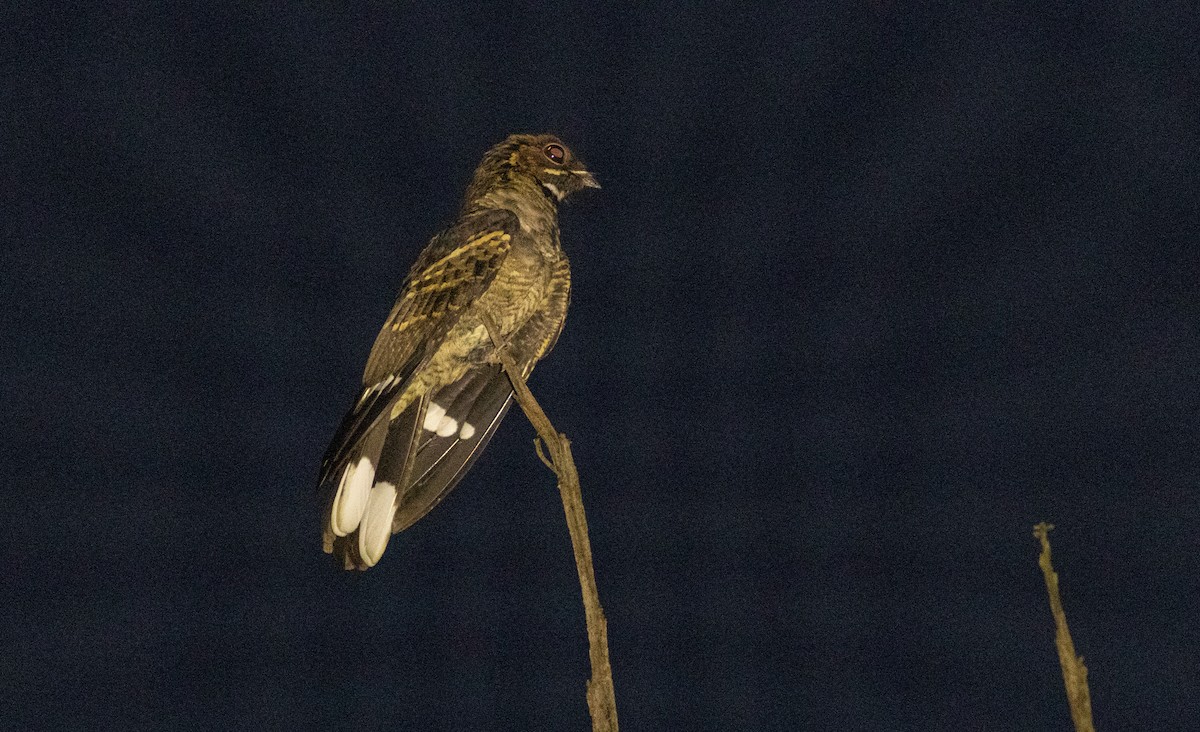 Maharadschanachtschwalbe - ML645507413