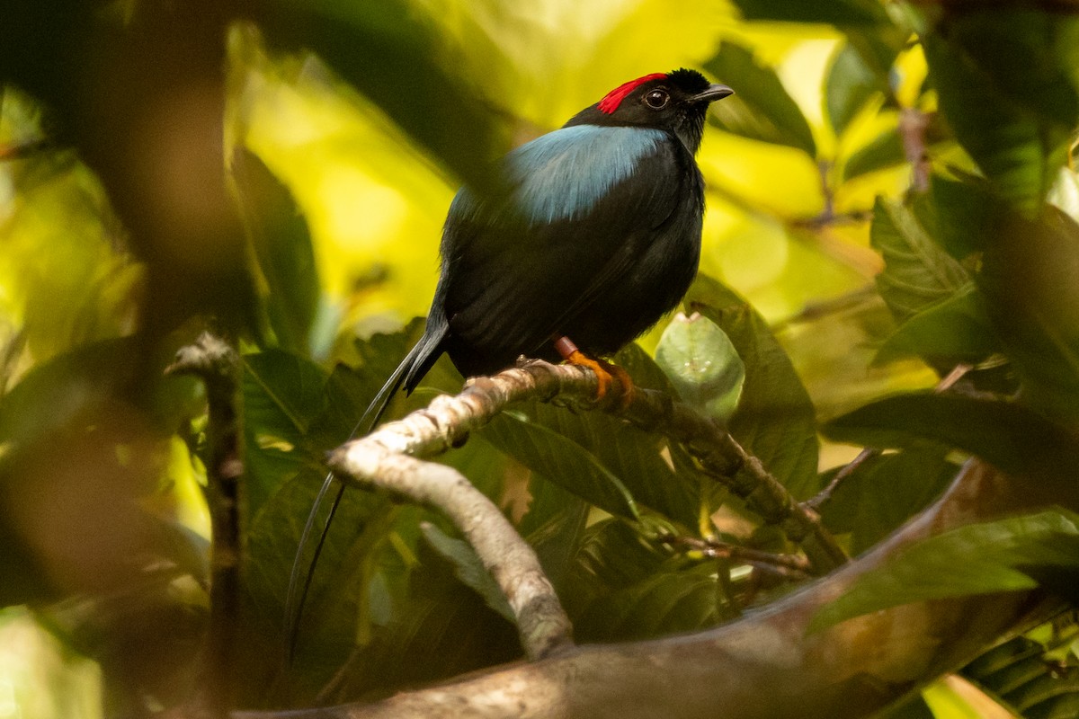 Long-tailed Manakin - ML645507430