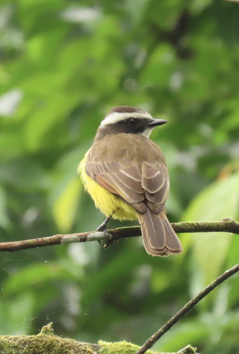 Rusty-margined Flycatcher - ML645507454