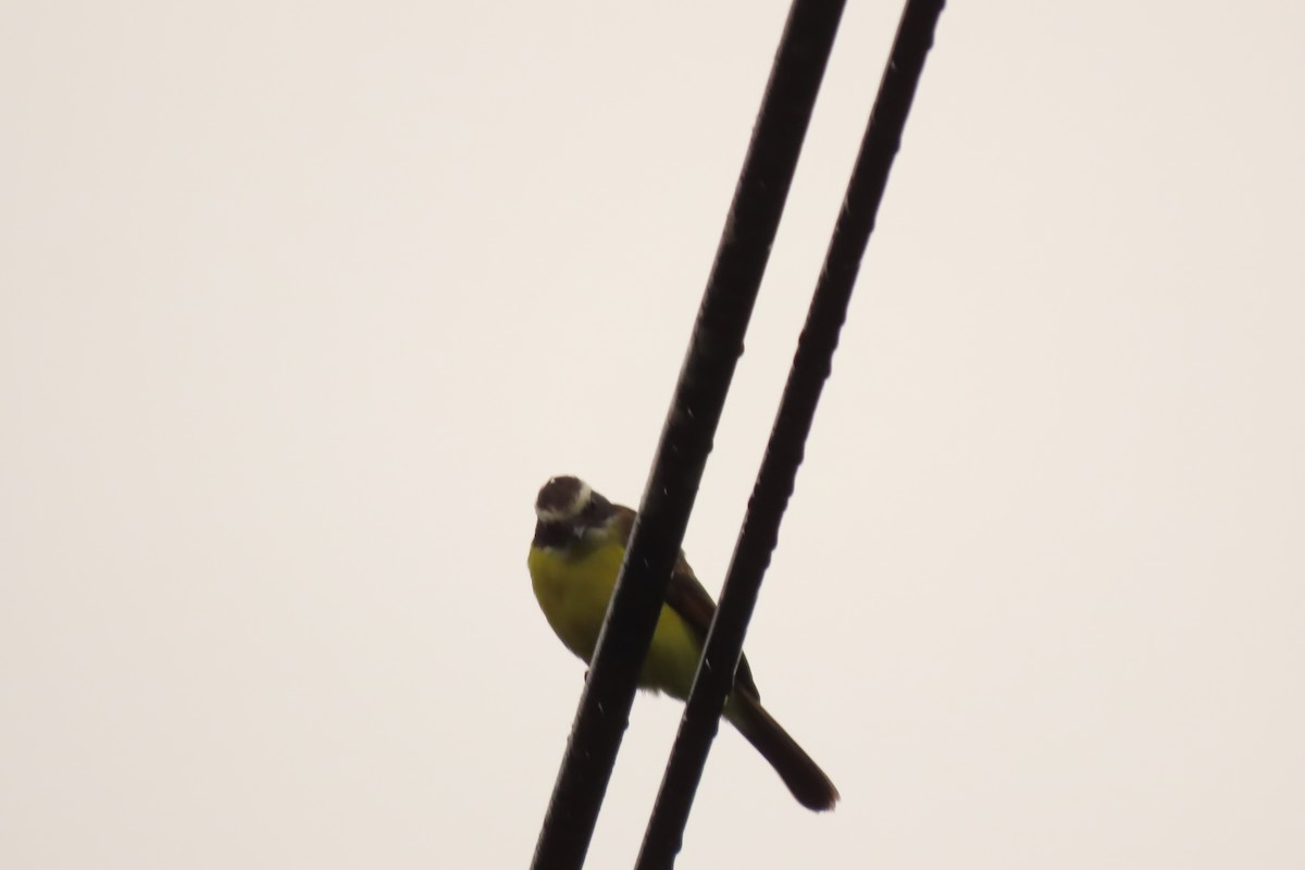 Rusty-margined Flycatcher - ML645507455