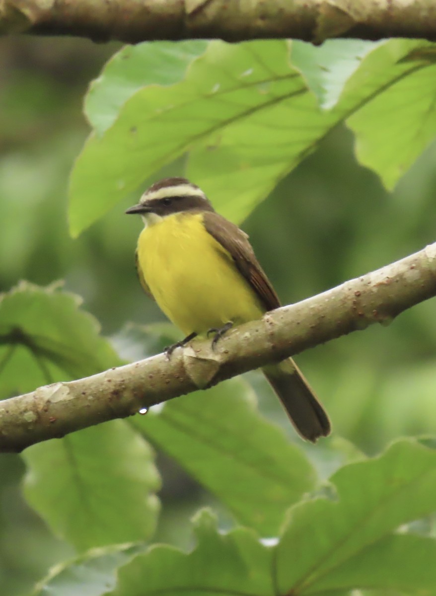 Rusty-margined Flycatcher - ML645507456