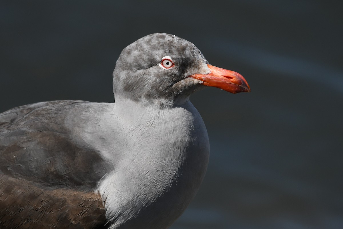 Dolphin Gull - ML645507475