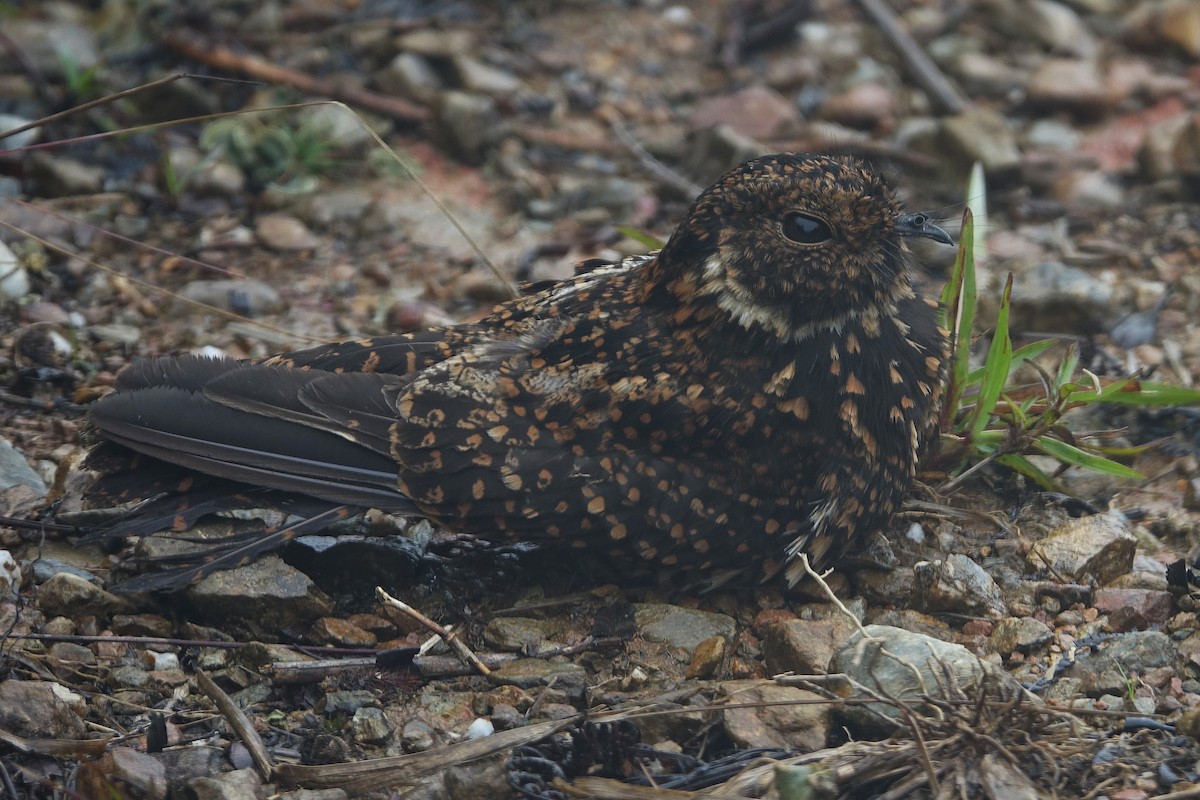 lelek vidloocasý - ML645507477