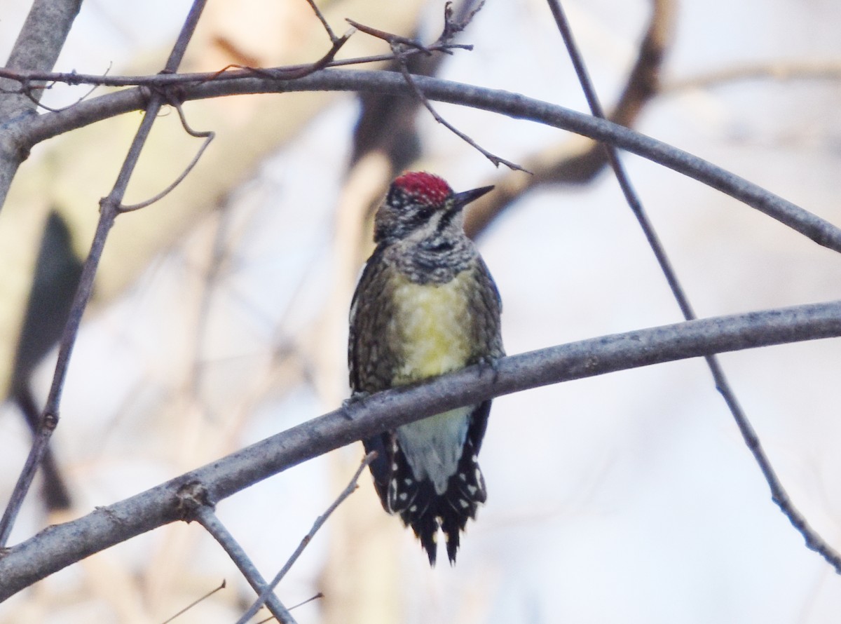 Yellow-bellied Sapsucker - ML645507479