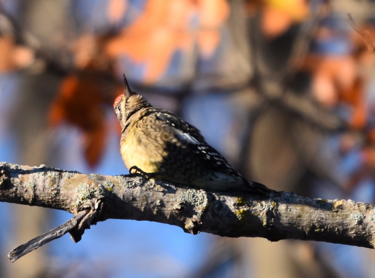 Yellow-bellied Sapsucker - ML645507481