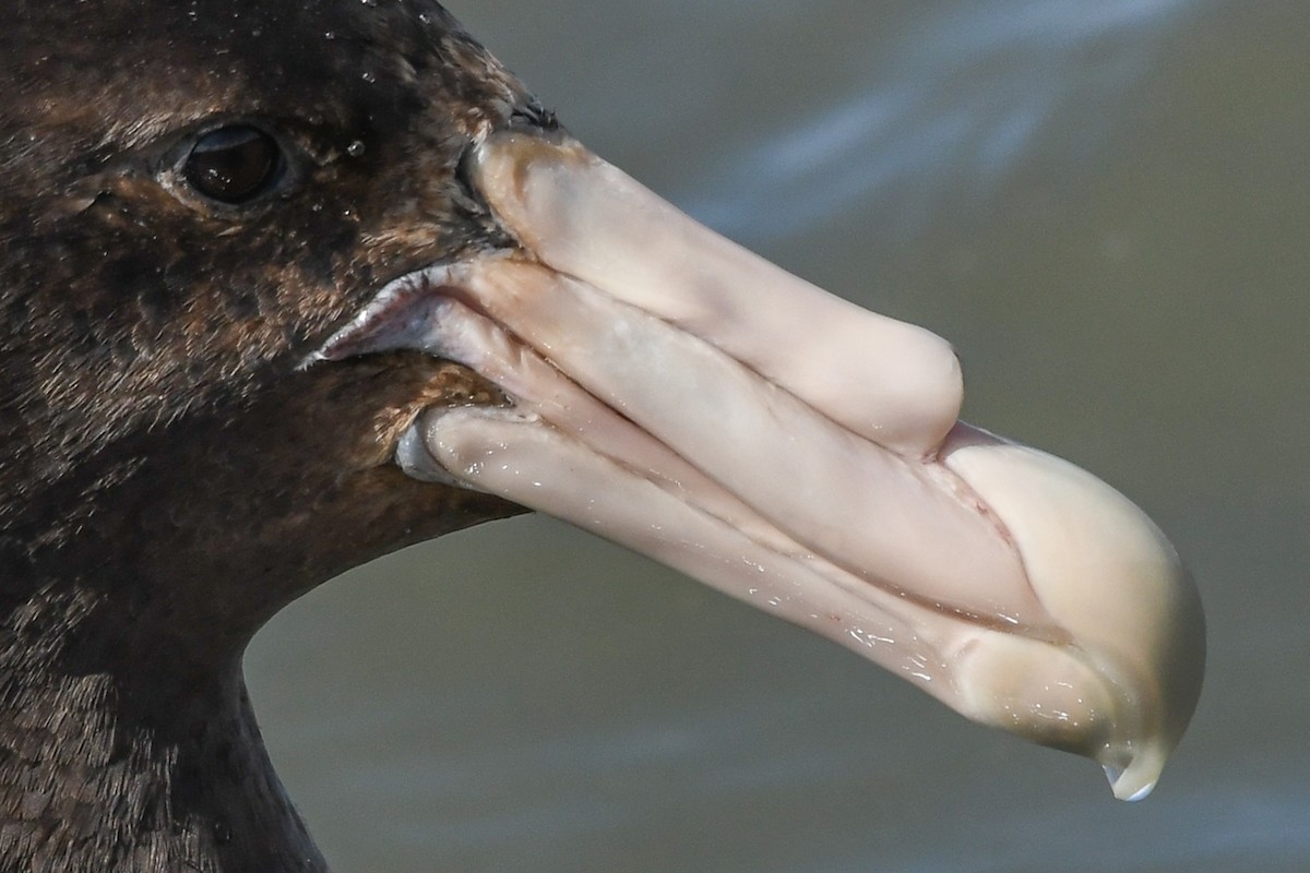 sørkjempepetrell - ML645507486