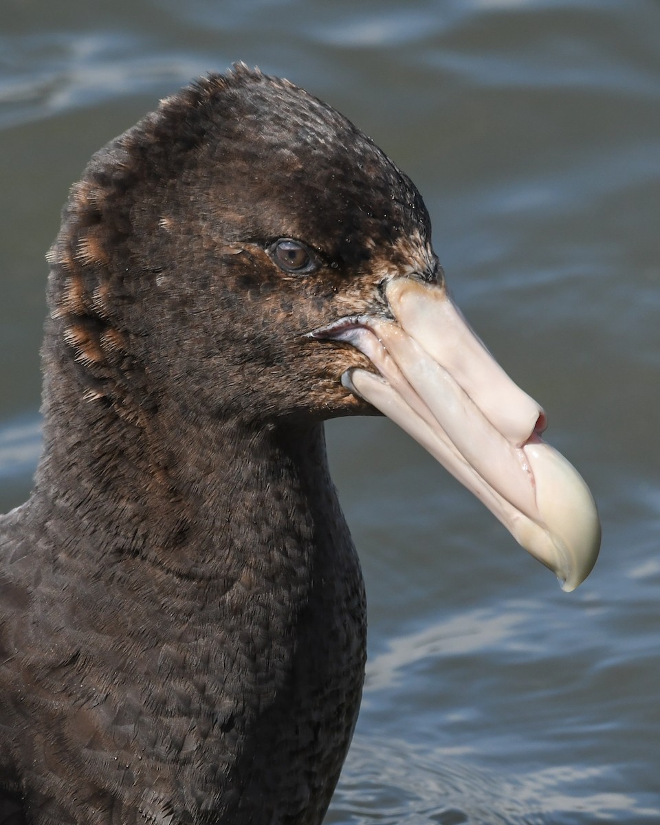 sørkjempepetrell - ML645507487