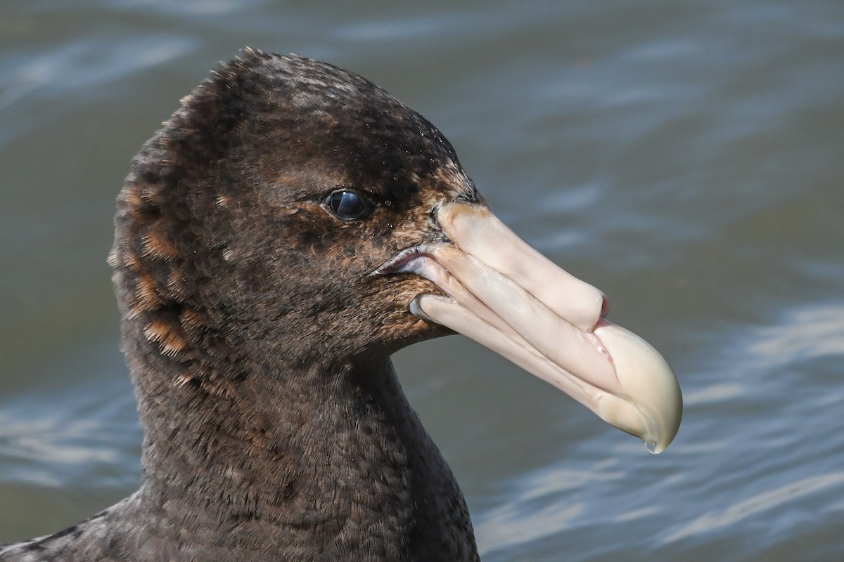 sørkjempepetrell - ML645507488