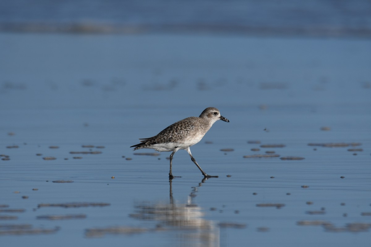 Сивка морська - ML645507497