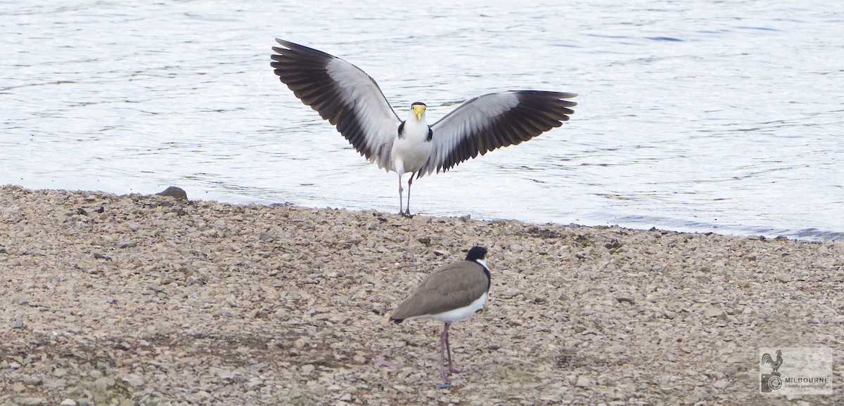 Чайка білошия - ML645507502