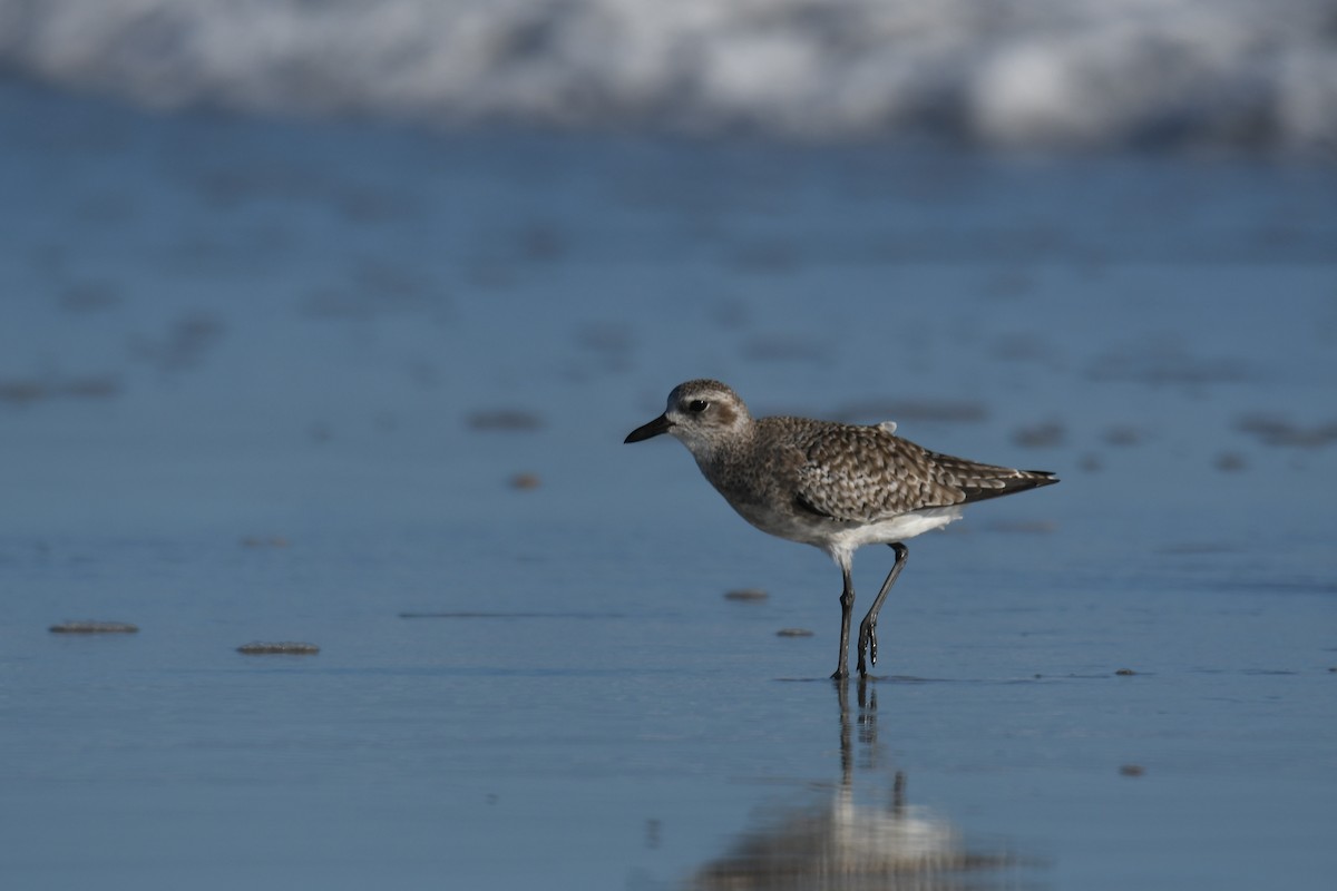 Сивка морська - ML645507503