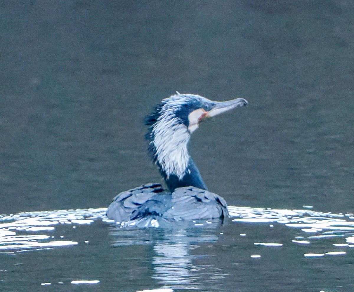 鸕鷀 - ML645507507