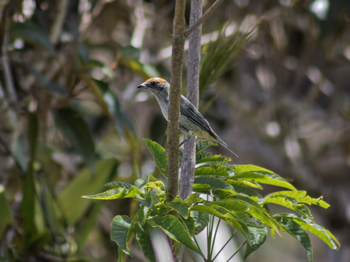 Танагра чагарникова - ML645507510