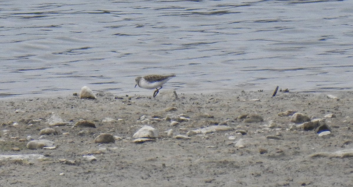 Correlimos sp. - ML645507520