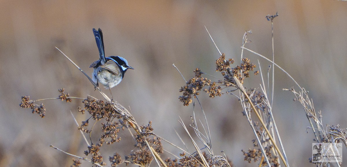 Малюр сапфіровий - ML645507521