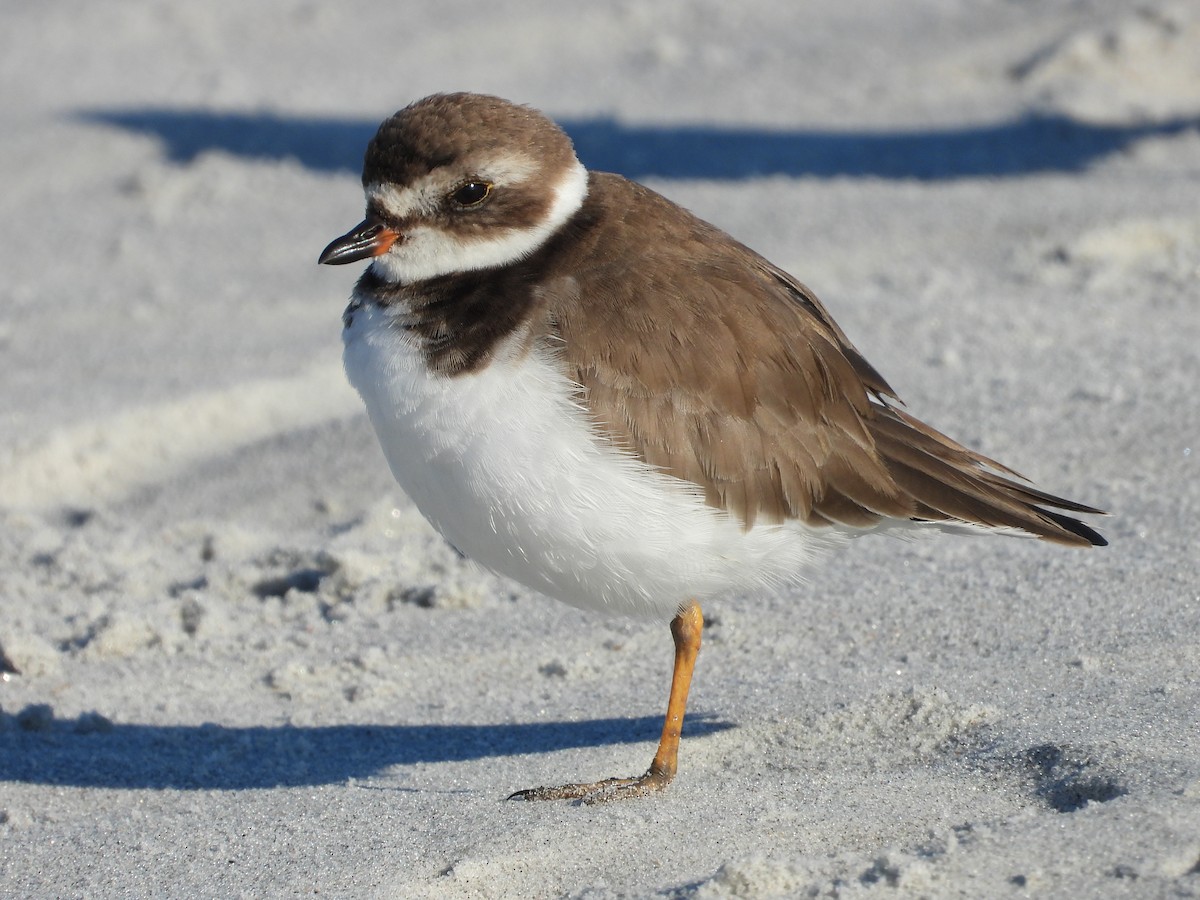 Пісочник канадський - ML645507523