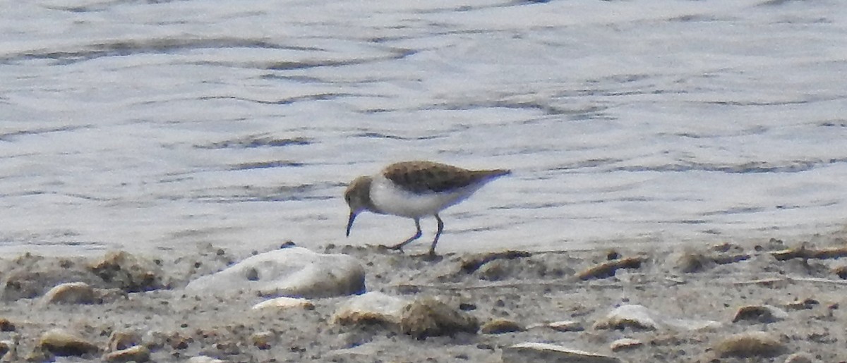 Correlimos sp. - ML645507524