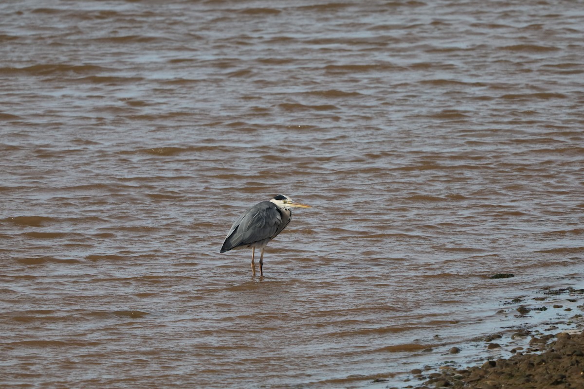 Чапля сіра - ML645507525