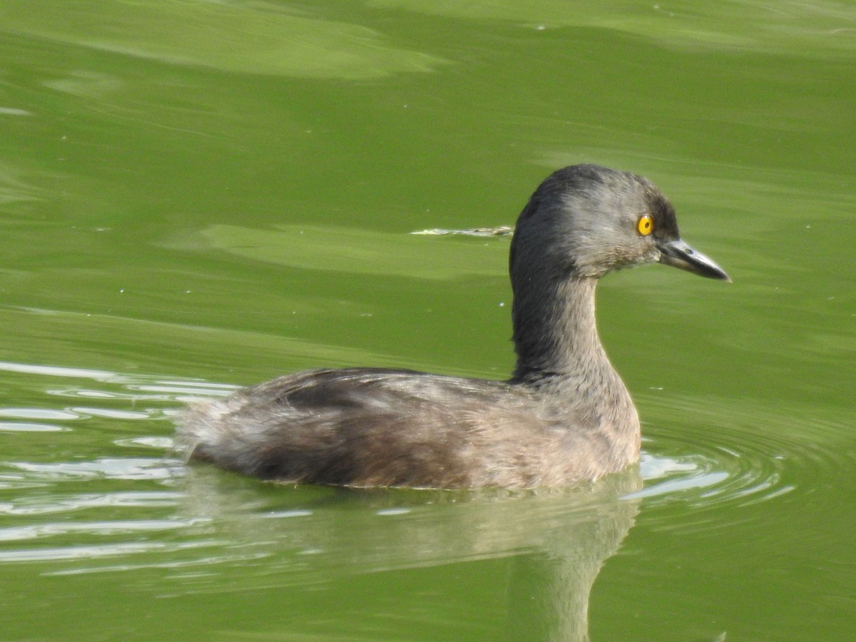 Пірникоза домініканська - ML645507529