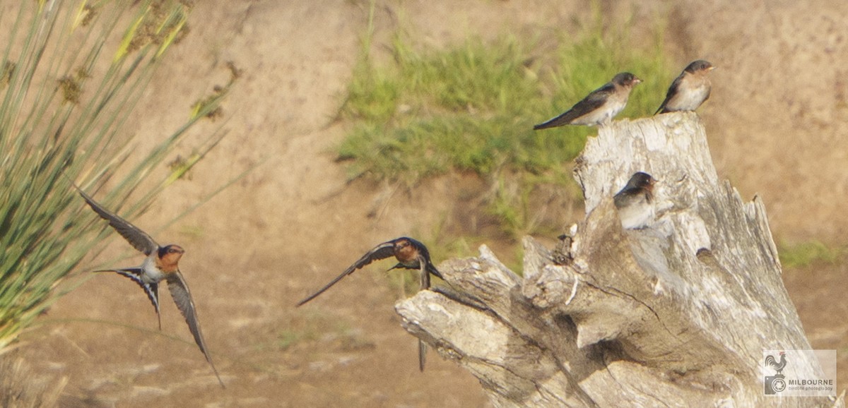 Ластівка австралійська - ML645507530