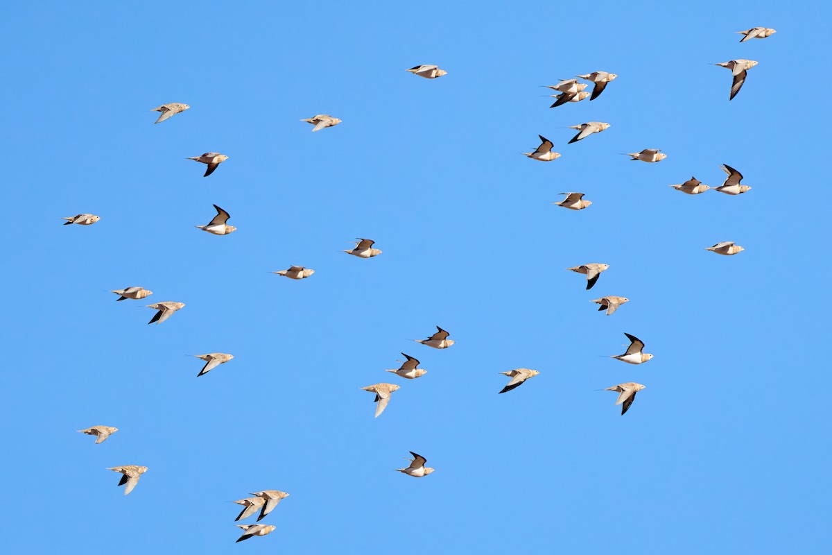 Рябок білочеревий - ML645507531