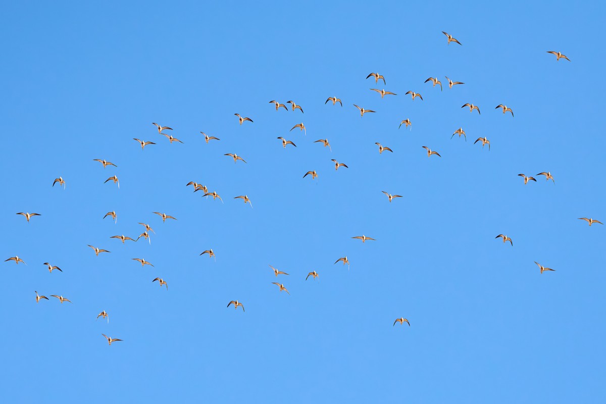 Рябок білочеревий - ML645507532