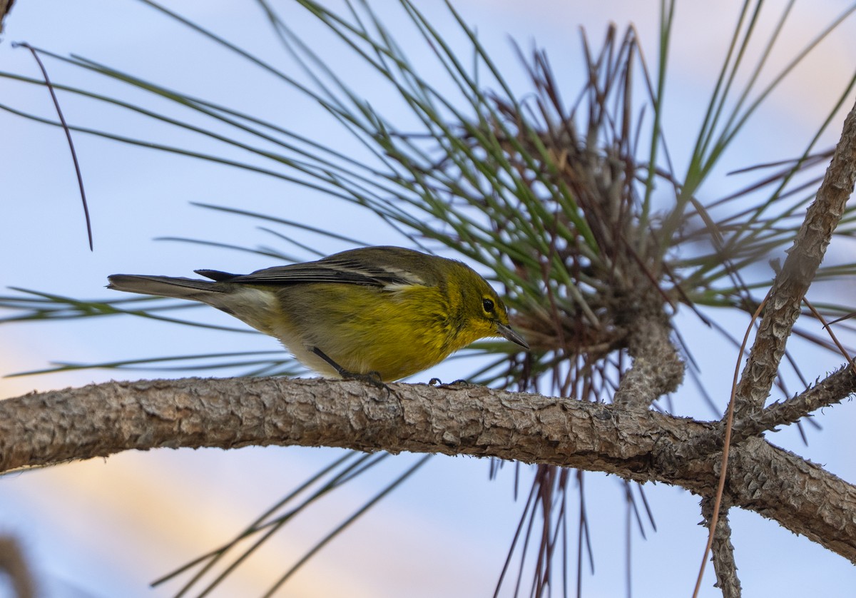 Пісняр-лісовик сосновий - ML645507533