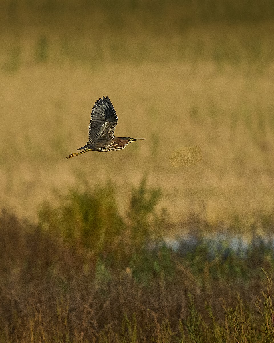 Чапля зелена - ML645507535