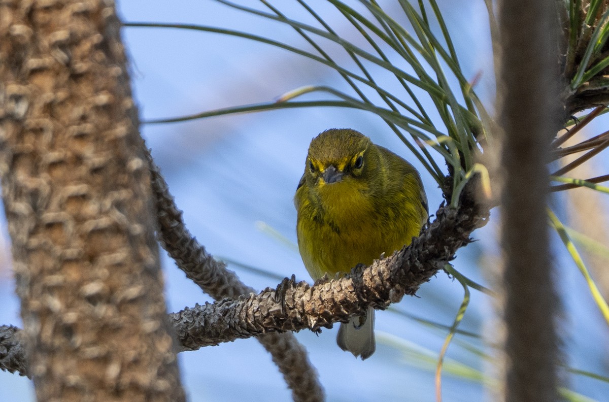 Пісняр-лісовик сосновий - ML645507537