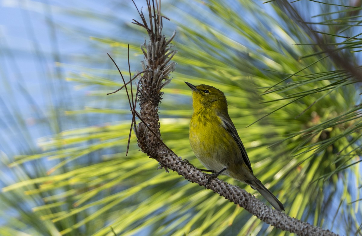 Пісняр-лісовик сосновий - ML645507539