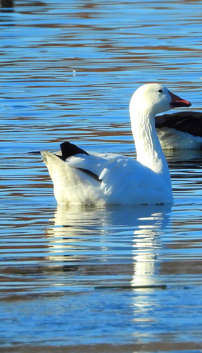 Гуска біла - ML645507540