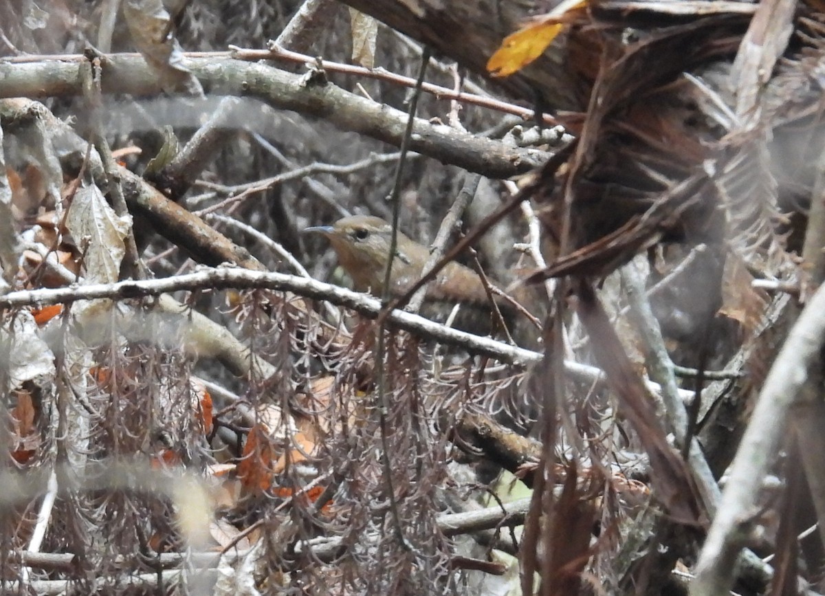 Волоочко канадське - ML645507541