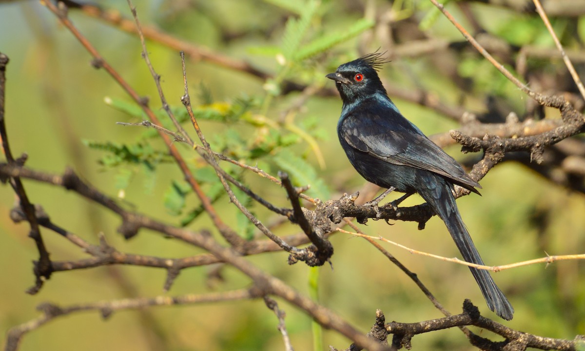 Чубак чорний - ML645507543