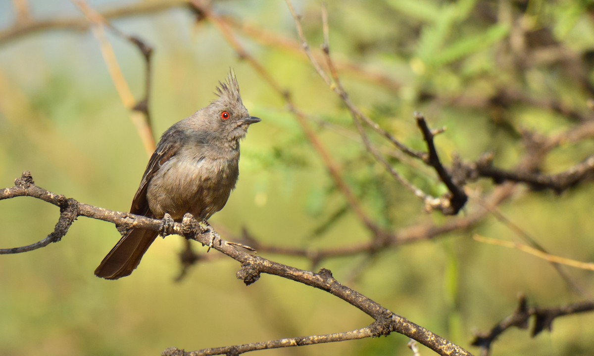 Чубак чорний - ML645507544