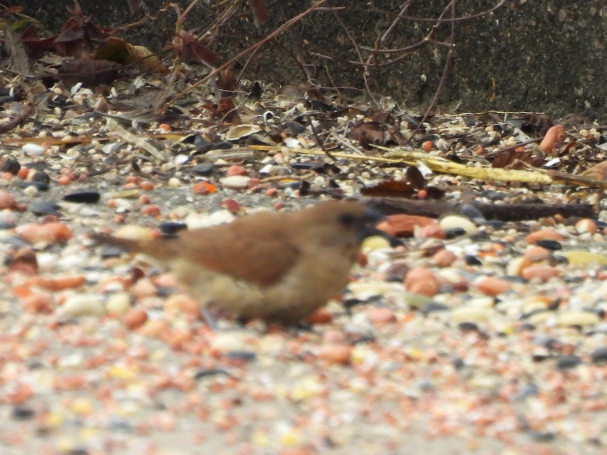 Мунія іржаста - ML645507547