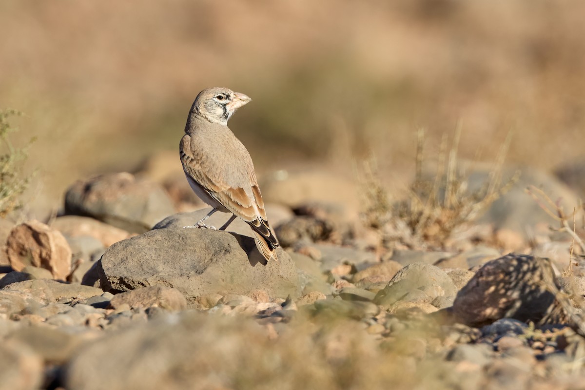 Жайворонок товстодзьобий - ML645507549