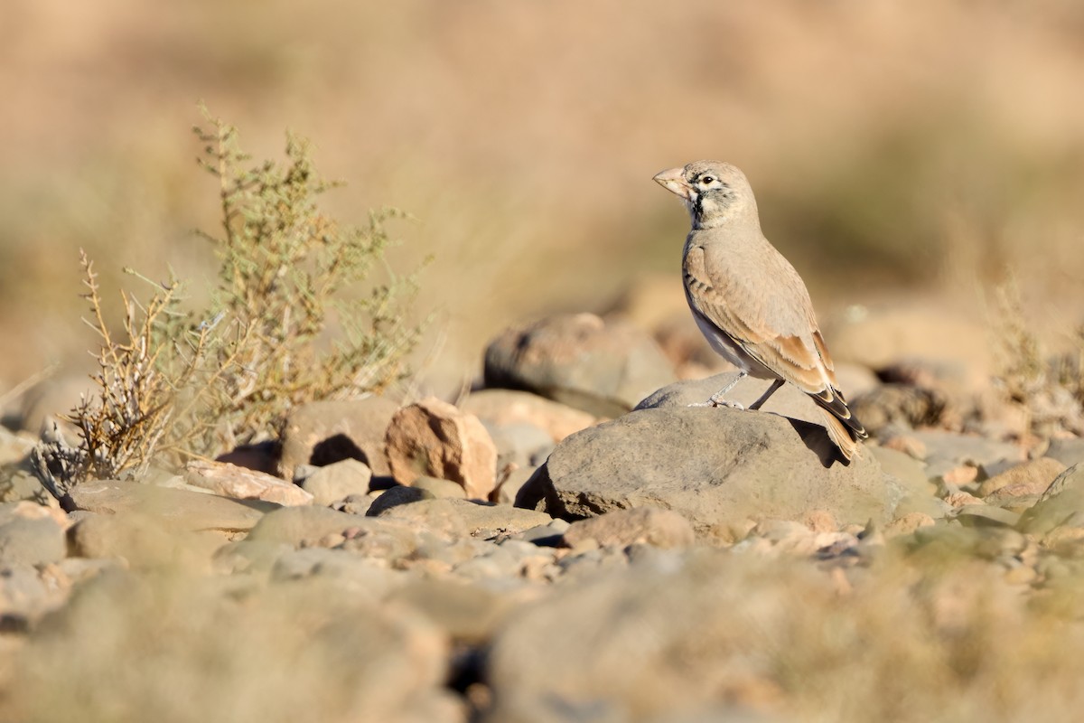 Жайворонок товстодзьобий - ML645507550