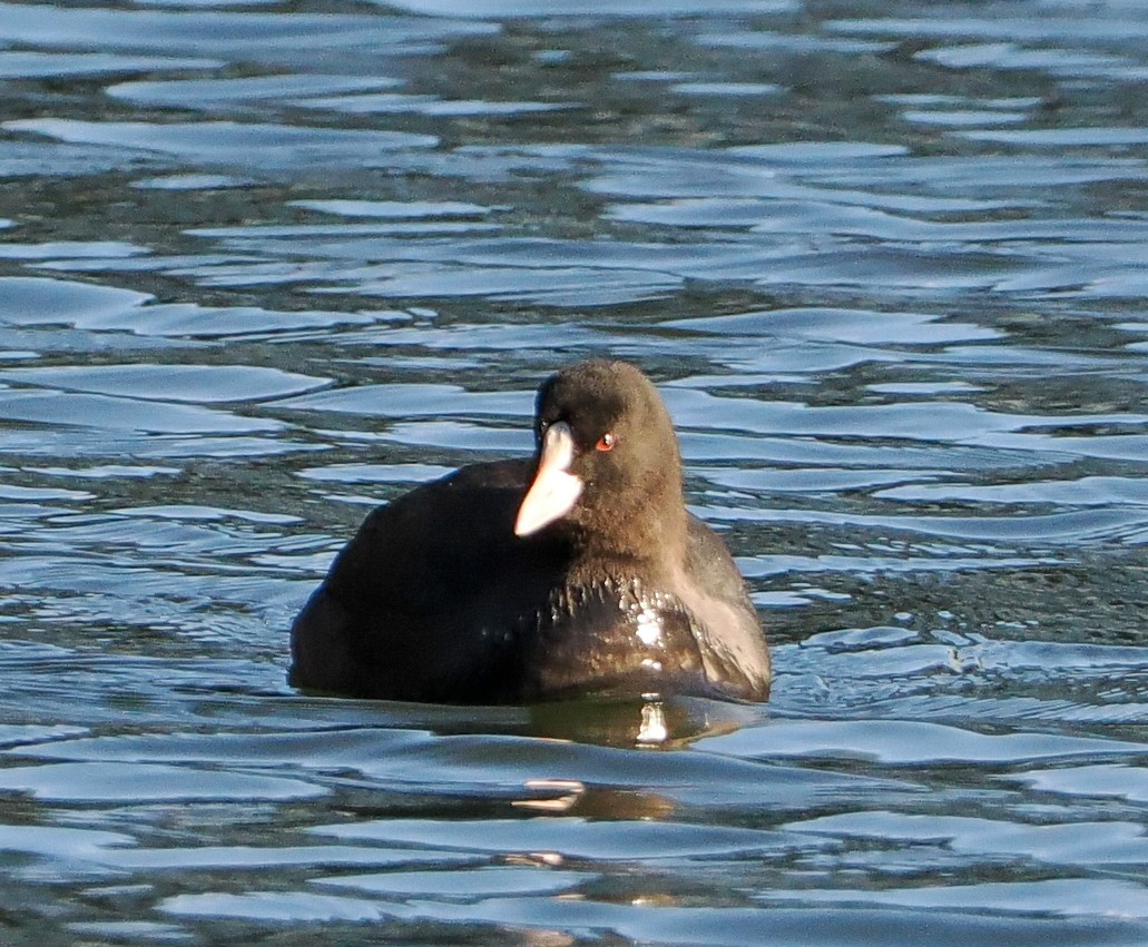 Лиска звичайна - ML645507551